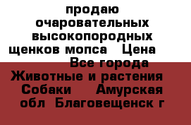 продаю очаровательных высокопородных щенков мопса › Цена ­ 20 000 - Все города Животные и растения » Собаки   . Амурская обл.,Благовещенск г.